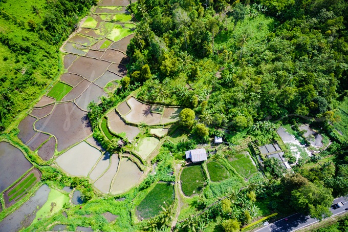 rice-field