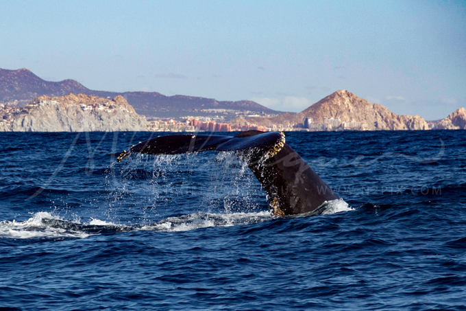 whale-tail