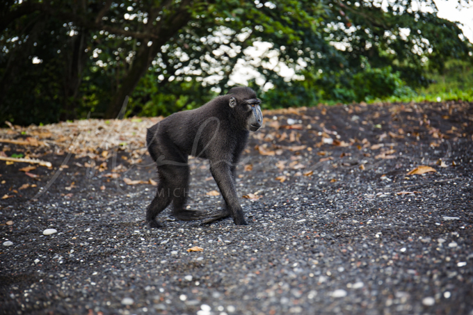 macaque