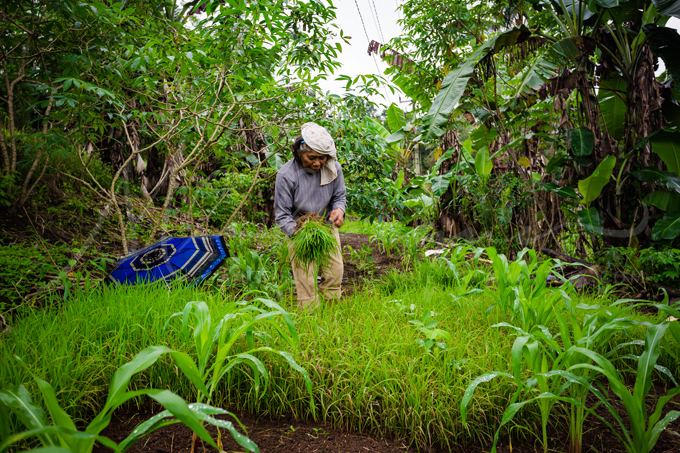 rice-planter