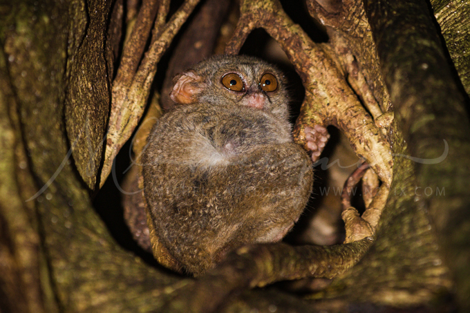 tarsier