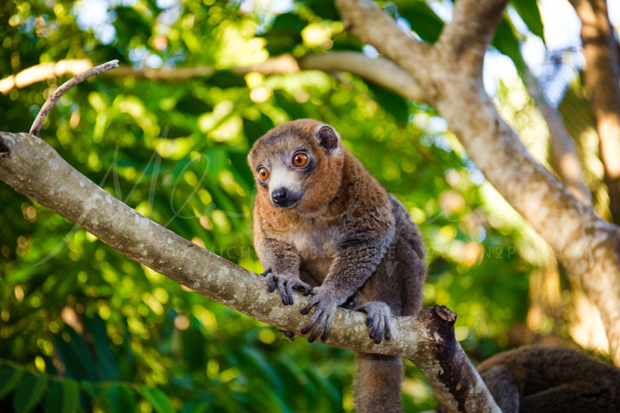 lemur