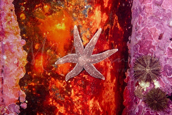 polar-sea-star