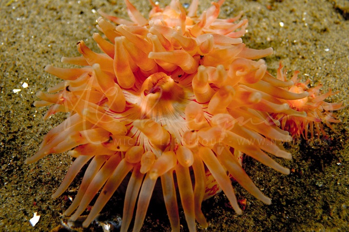 anemone