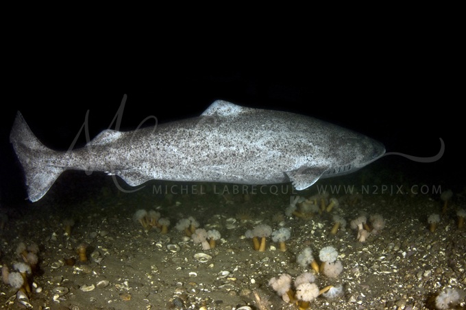 greenland-shark