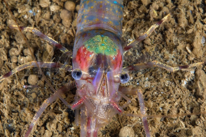 shrimp