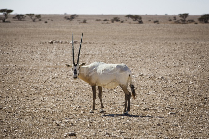 oryx