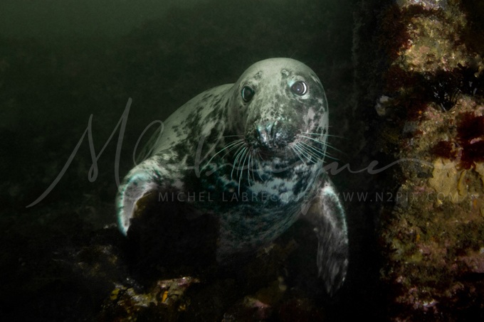 gray-seal