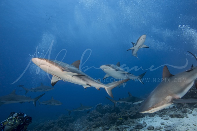 carribbean-reef-shark