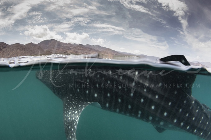 whale-shark