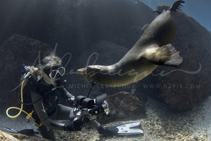 baja-sea-lion