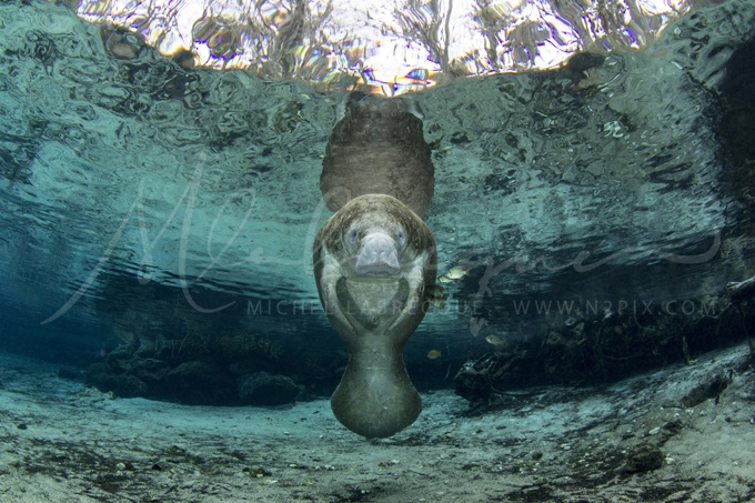 manatee