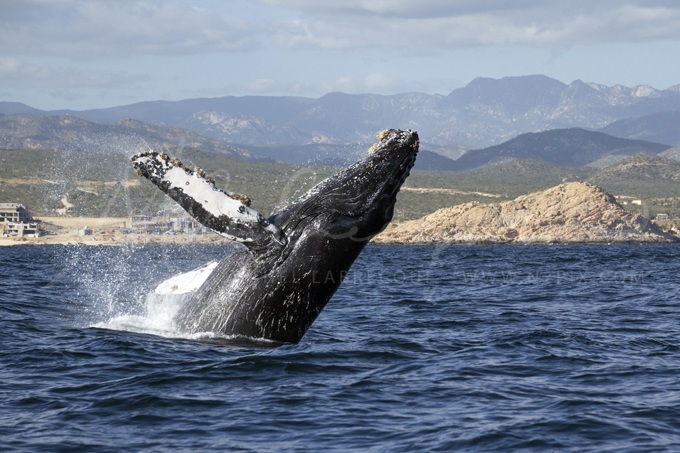 baja-whale