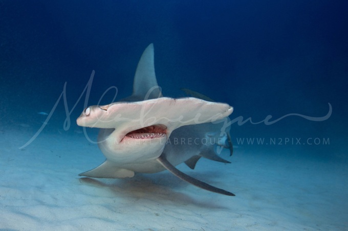 great-hammerhead