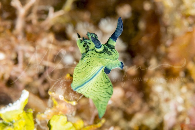 nudibranch