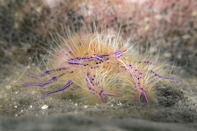 hairy-squat-lobster