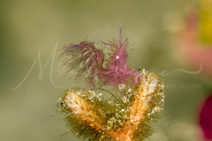 algae-shrimp