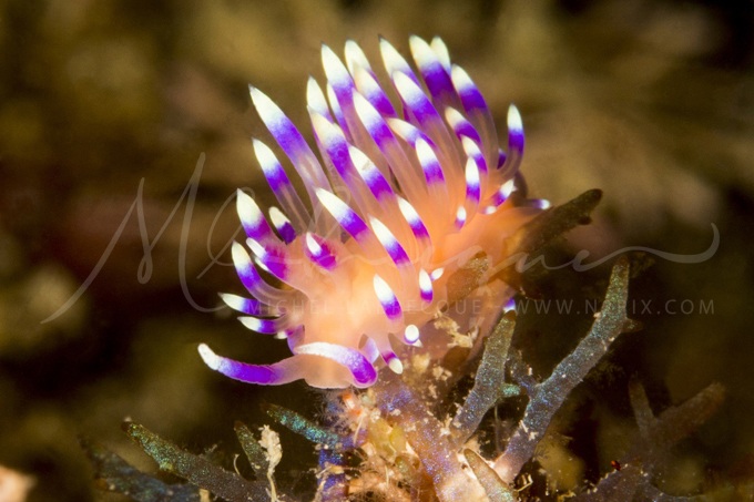 nudi