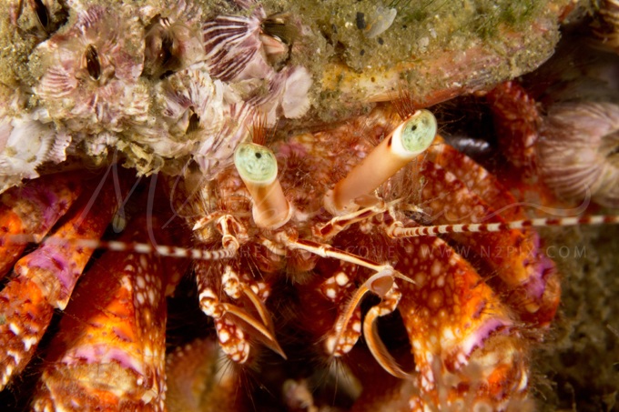 hermit-crab