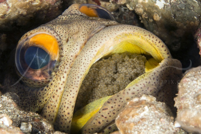 jawfish-egg