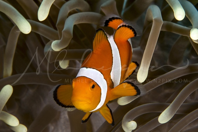 clownfish