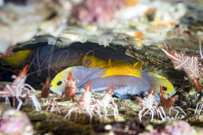 toadfish