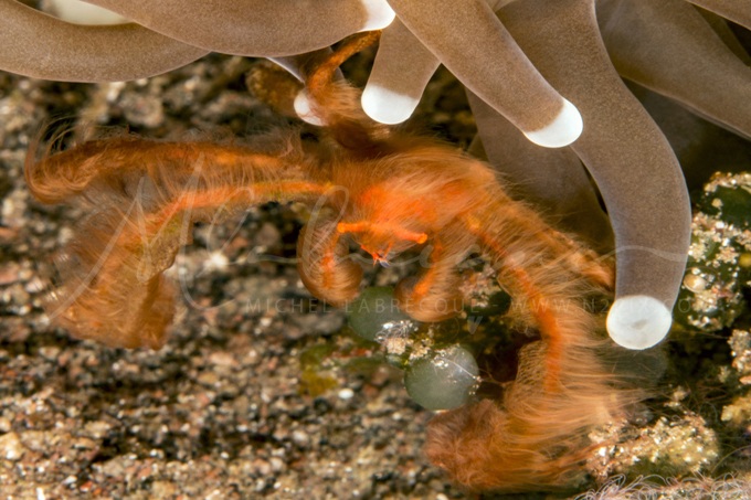 orang-outan-crab