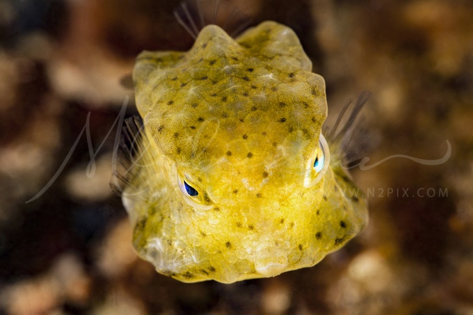 yellow-boxfish