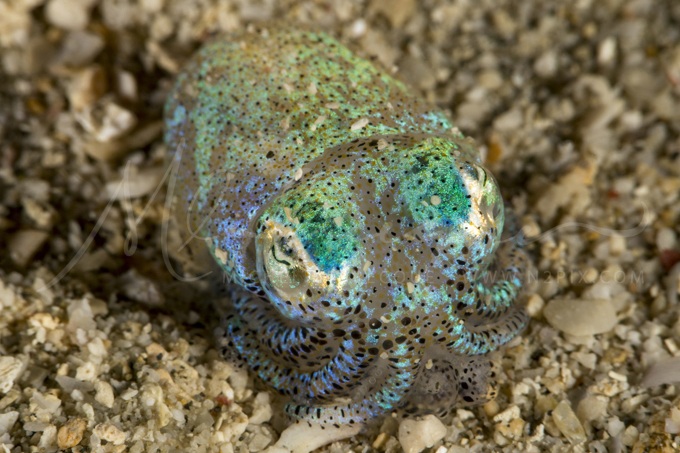 bobtail-squid