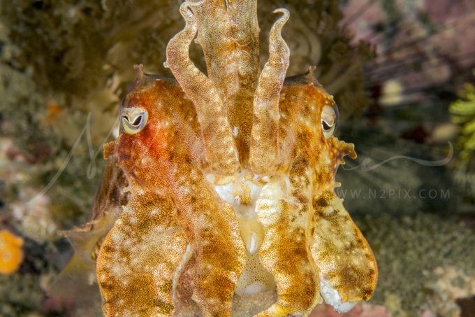 cuttlefish