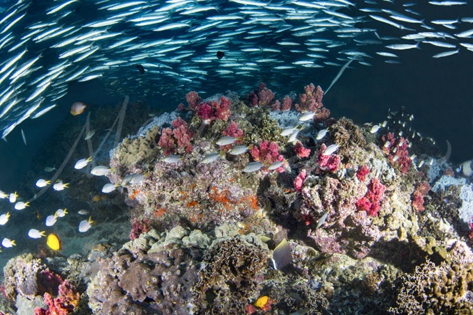 oman-reef