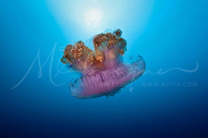jellyfish-bluewater