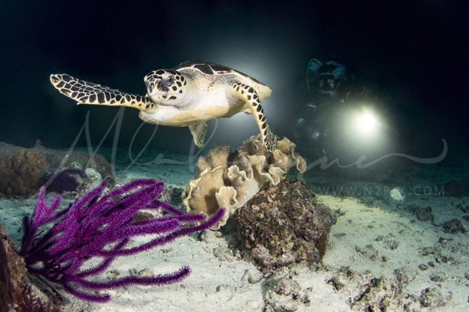 turtle