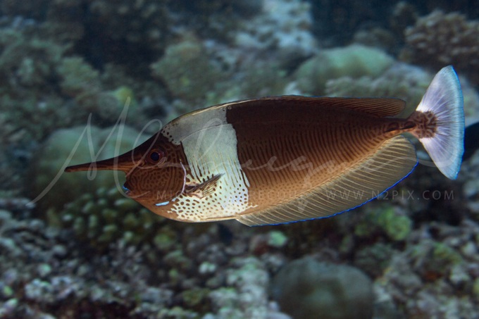 unicornfish