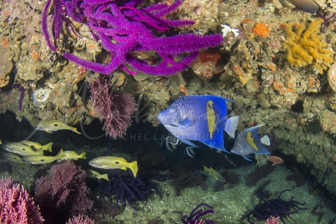 yellowbar-angelfish