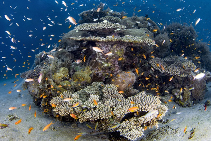 comoros-reef