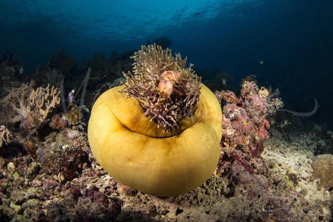 anemone-raja-ampat