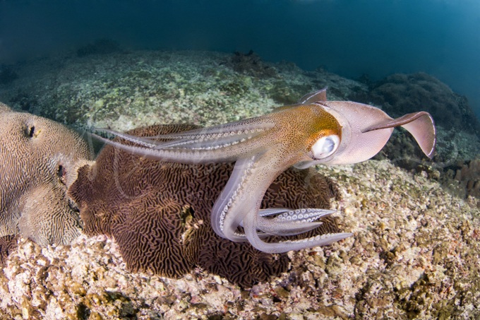 bigfin-squid